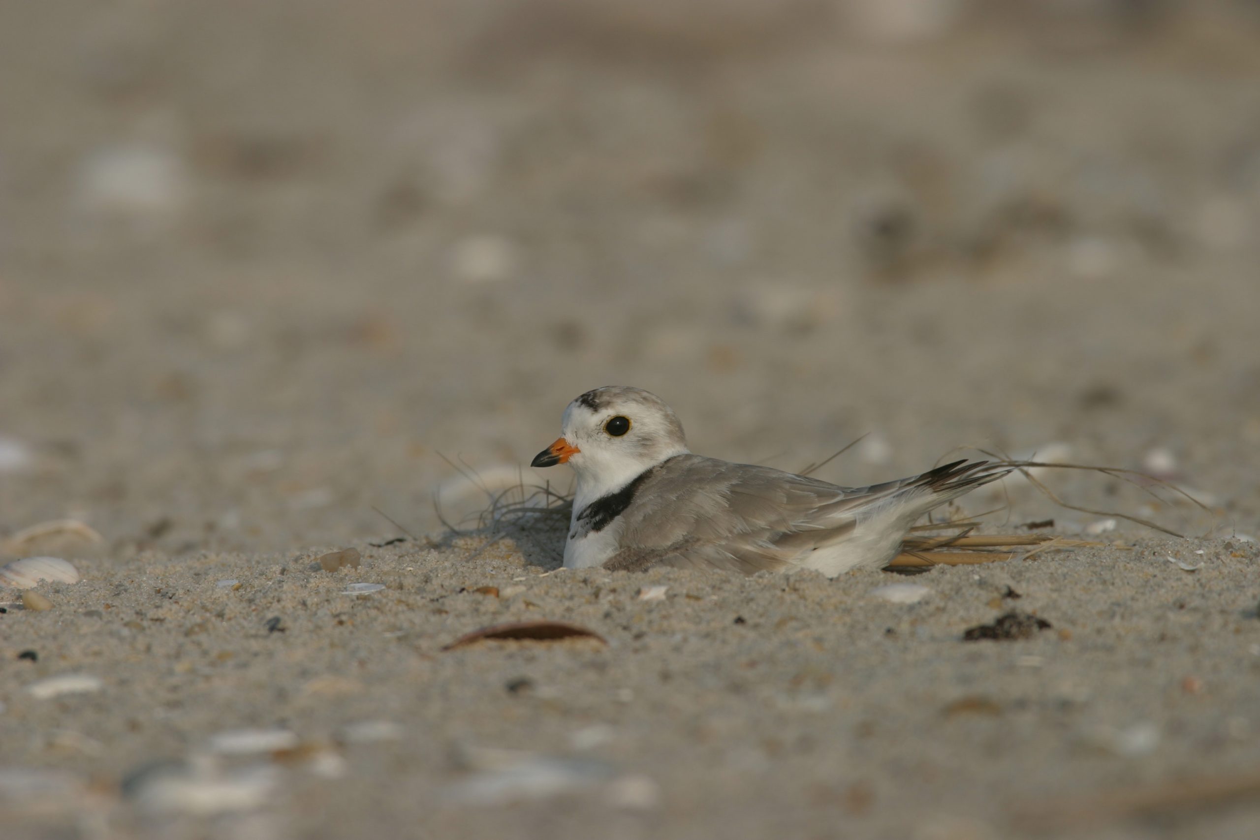 A piping plover nests on the beach.
