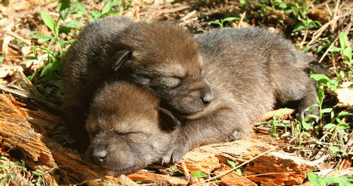 Two red wolf pups curl up together and nap in the sunshine.