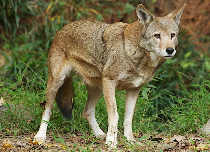 A red wolf stands on the forest floor, surrounded by foliage.