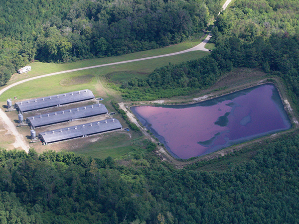 Landscape shot of hog facility polluting nearby fields and an unlined lagoon