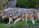 Two red wolves traipse side-by-side through a forest.