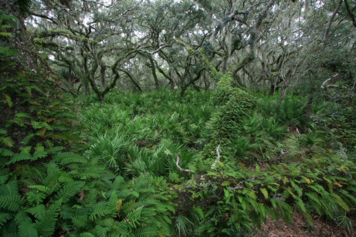 Lush vegetation spreads out in front of a stand of live oaks