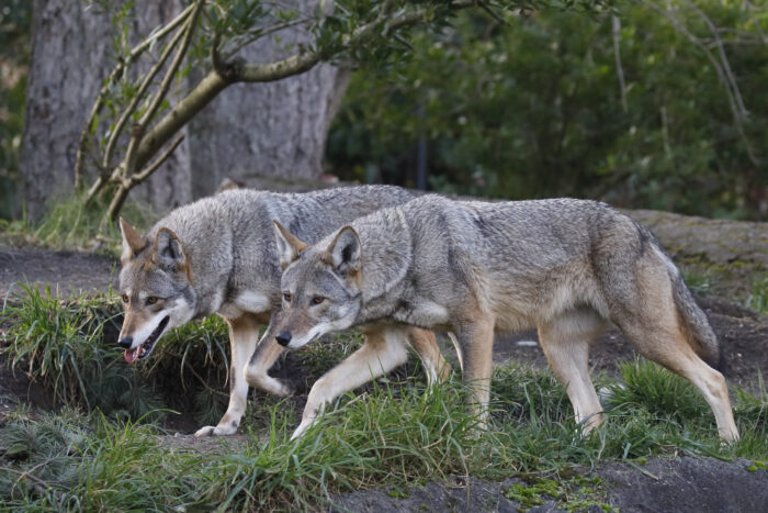 A close up of two gray wolves walking side-by-side