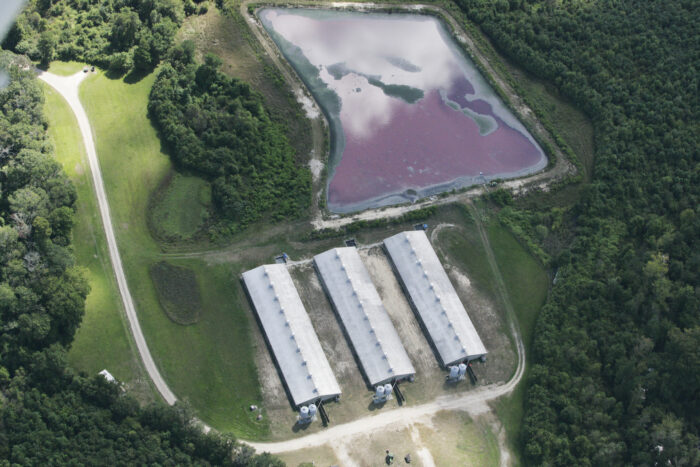 Aerial view of three long warehouses for hogs and an even larger lagoon of pink-colore waste surrounded by fields.