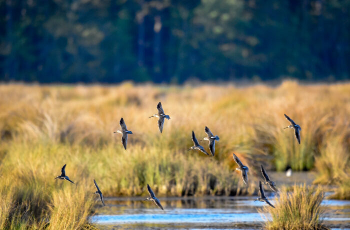 About 8 medium sized shore birds fly low over a stand of wetland grasses.