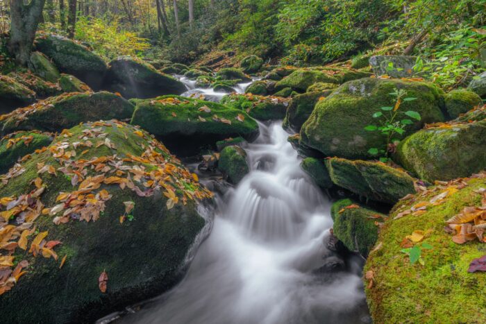 Water rushes down a mountain stream lined with moss and fallen leaves