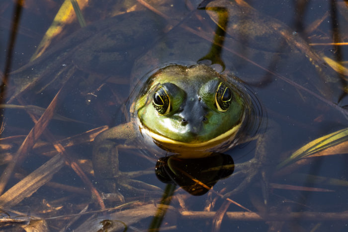 A frog pokes its head above the surface of the water in the Okefenokee National Wildlife Refuge.
