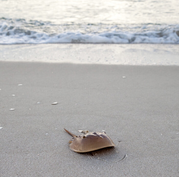 A horseshoe crab crosses the sand with waves and ocean in the background.