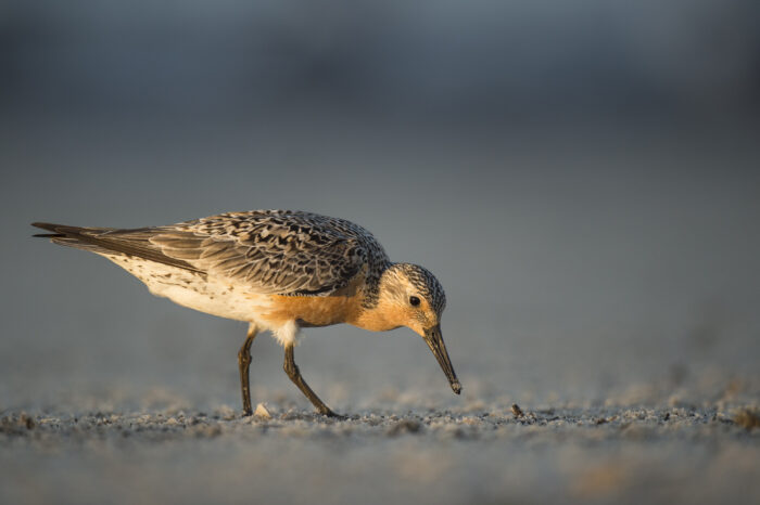 Red knot eating horseshoe crab eggs.