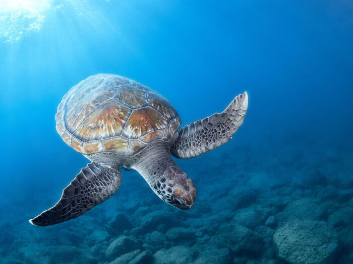 Sea turtles like greens (pictured here) and loggerheads flock to the South Atlantic in spring and summer