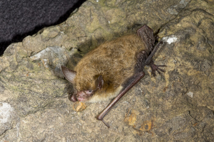 A small brown, fuzzy bat clings to a rock.