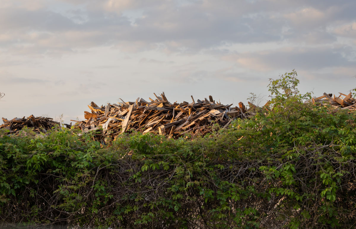 A large pile of cut wood looms over a fence overgrown with vines.