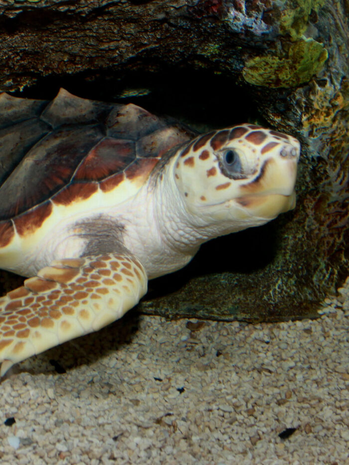 A close-up shot of a loggerhead sea turtle. Its body is white, with brown spots on its head and flipper. The shell is dark brown.