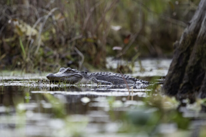 A partially-submerged alligator peeks above a swamp.