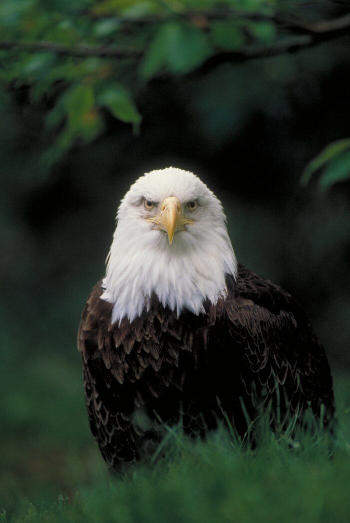 A close-up shot of a bald eagle with its distinguishable brown body and wings and white head.