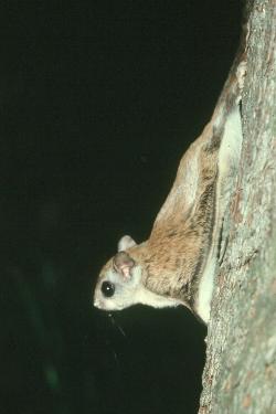A small brown flying squirrel descends a tree trunk on its belly. Its webbed wings are pinned to its body, but visible.