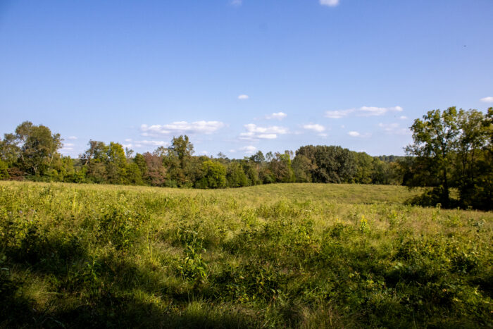 A lush rolling pasture meets a light blue sky with filled with fluffy clouds.