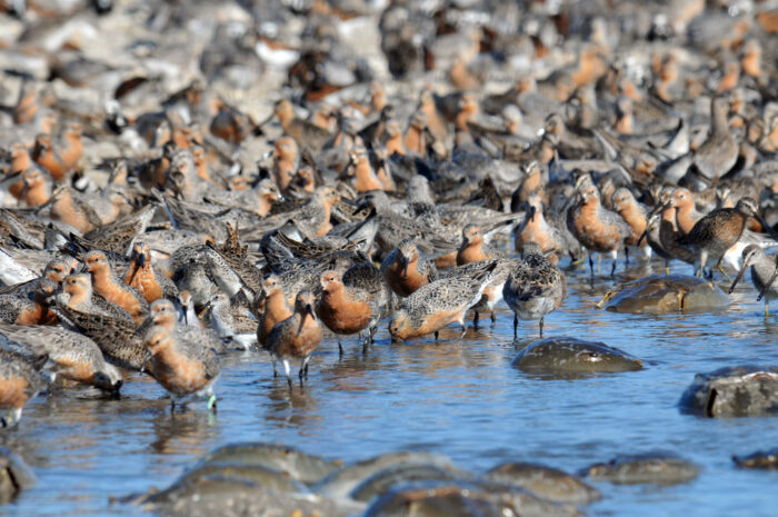 Many small birds with rust-colored chests and dark wings feed on horshoecrab eggs on a shore.