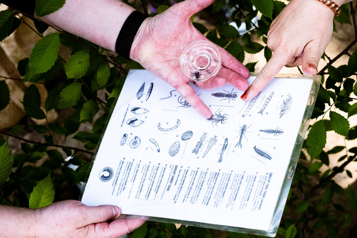 A zoomed in shot of a laminated page of a guide on aquatic life, held by two sets of hands, one of which also has a petri dish with some two water bugs.