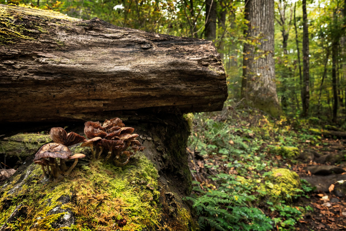 Taken from low to the ground, the photo shows a downed log laying on a stump covered in vibrant moss and a patch of brown mushrooms. The downed log was sawed to clear the path which extends into the forest on the right.