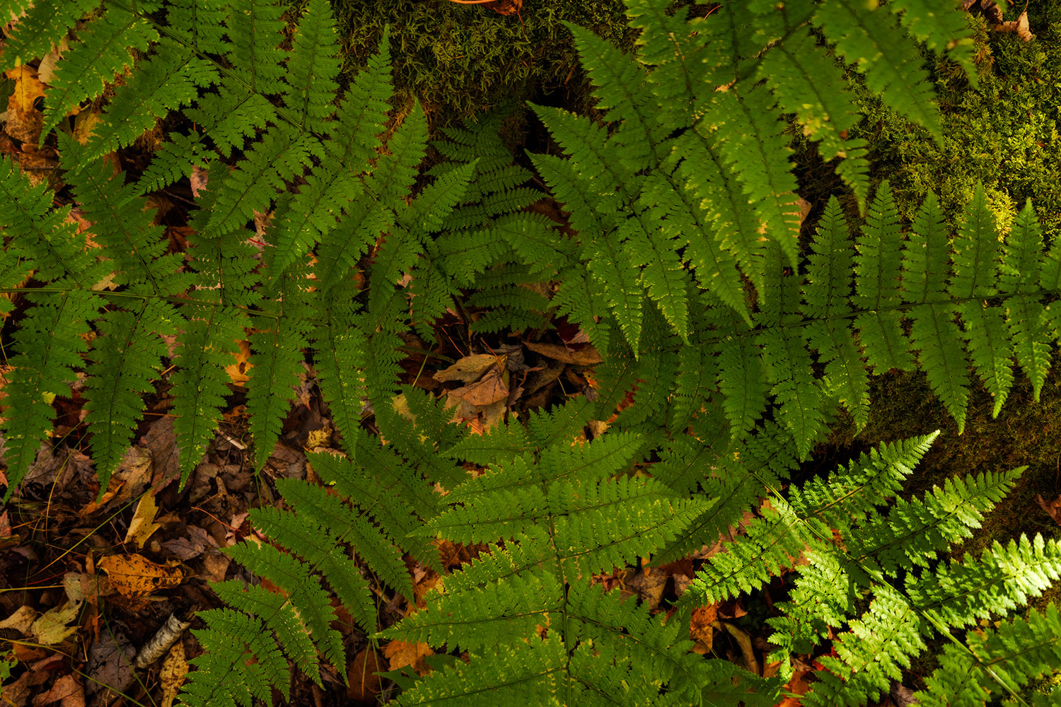 Looking down onto the center of a fern on the forest floor.