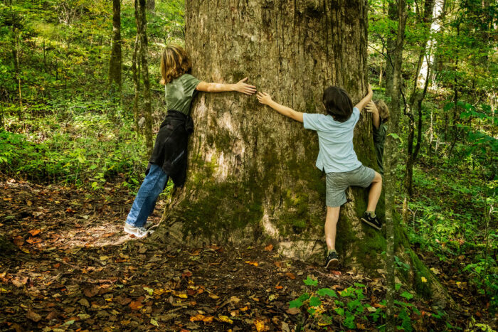 Three children stretch their arms around the trunk of a massive tree in a forest.