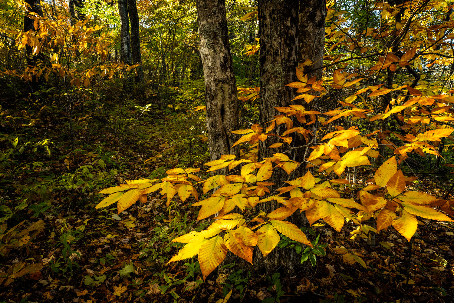 A flash of low yellow leaves splays out int he foreground, with a young forest in autum in the background.